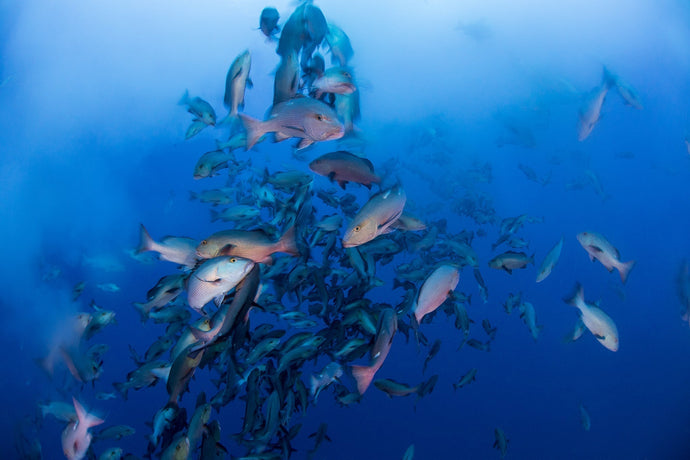 Palau - Red Snapper/ Moorish Idol Spawn Trip January 2026