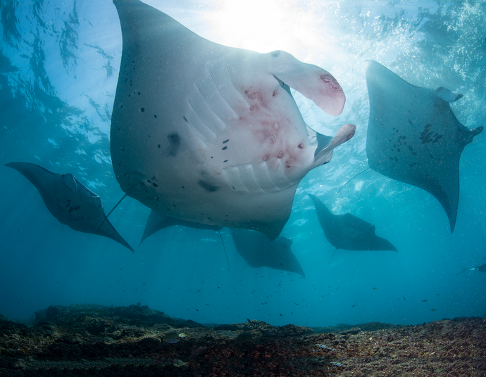 Bali, Indonesia - Mantas & Molas August 2026