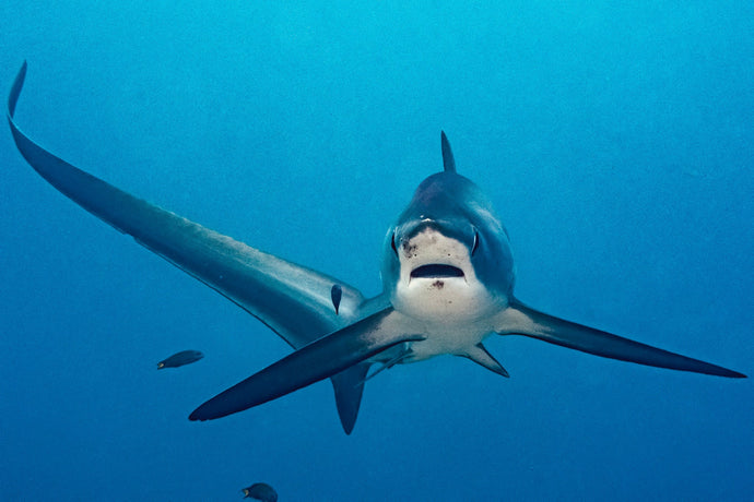 Malapascua - Thresher Shark, Tigers & Macro Trip October 2025