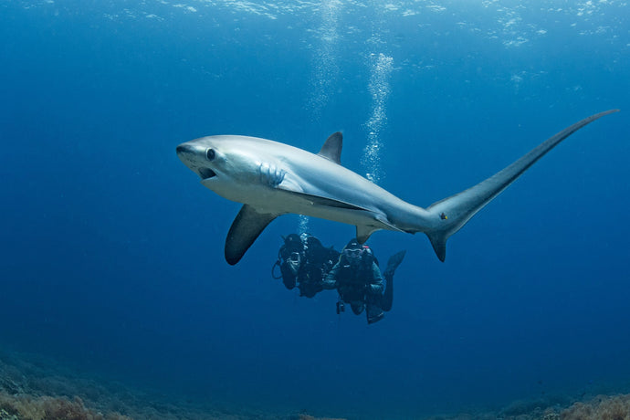 Malapascua - Thresher Shark, Tigers & Macro Trip February 2026