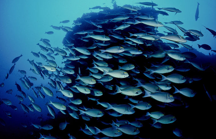 Maldives - Maldives Master Liveaboard April 2026