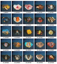 Load image into Gallery viewer, Anilao 25 Coffee Table Book (Philippines)
