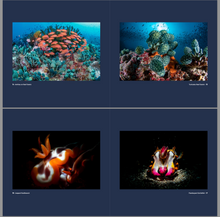 Load image into Gallery viewer, Anilao 25 Coffee Table Book (Philippines)
