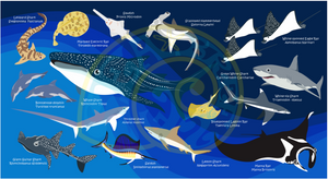 Oceanarium Sea Blue Sharks identification  Dry Towel